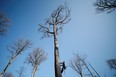 A specialist lumberjack works on the first oak tree selected to be used to rebuild the spire and the roof of the Notre-Dame de Paris Cathedral destroyed by fire in 2019.