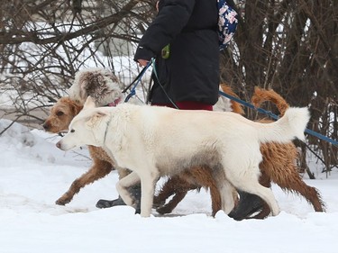 February 02, 2021 --There his always one that needs to be dragged along,  local dog walker along the Rideau Canal in Ottawa, February 02, 2021.