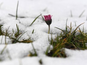 FILE: A small pink flower points out of the melting snow.