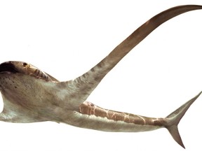 Files:  Some 93 million years ago, a bizarre winged sharks swam in the waters of the Gulf of Mexico. This newly described fossil species, called Aquilolamna milarcae, has allowed its discoverers to erect a new family. Like manta rays, these 'eagle sharks' are characterised by extremely long and thin pectoral fins reminiscent of wings.