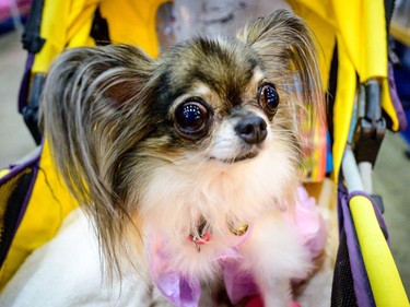 A chihuahua sits in a trolley at the 10th Thailand international Pet Variety Exhibition in Bangkok on March 26, 2021.