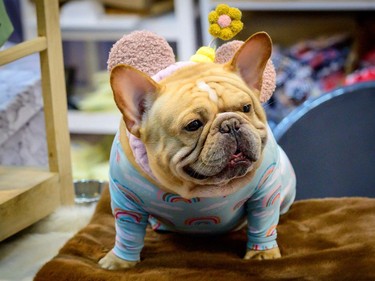 A French bulldog dressed in pajamas sits on a stand at the 10th Thailand international Pet Variety Exhibition in Bangkok on March 26, 2021.