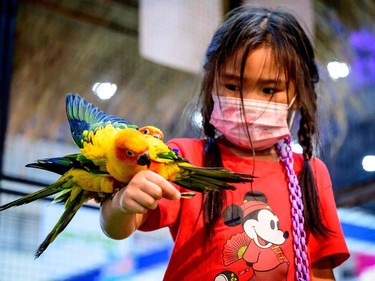 A child plays with parrots at the 10th Thailand international Pet Variety Exhibition in Bangkok on March 26, 2021.