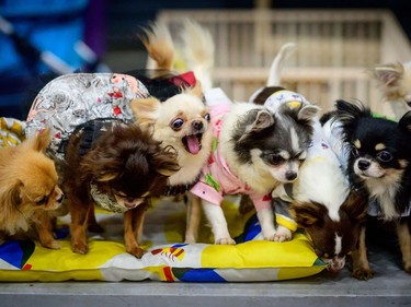 Chihuahua dogs interact at the 10th Thailand international Pet Variety Exhibition in Bangkok on March 26, 2021.