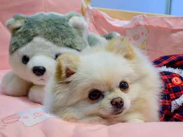 A pomeranian dog in a dress lies next to a toy dog at the 10th Thailand international Pet Variety Exhibition in Bangkok on March 26, 2021.