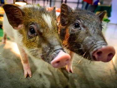 Two pygmy pigs run around at the 10th Thailand international Pet Variety Exhibition in Bangkok on March 26, 2021.