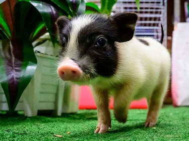 A pygmy pig runs around at the 10th Thailand international Pet Variety Exhibition in Bangkok on March 26, 2021.