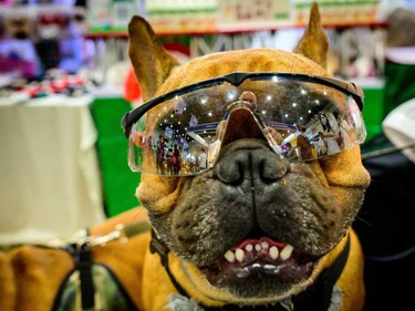 A French bulldog wears sunglasses at the 10th Thailand international Pet Variety Exhibition in Bangkok on March 26, 2021.