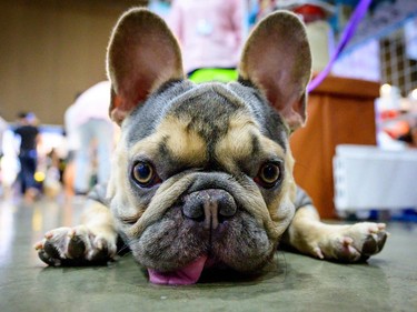 A French bulldog lies on the ground at the 10th Thailand international Pet Variety Exhibition in Bangkok on March 26, 2021.