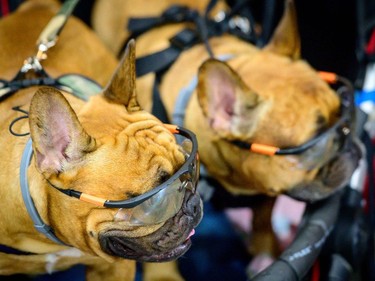 Two French bulldogs wearing sunglasses sit in a trolley at the 10th Thailand international Pet Variety Exhibition in Bangkok on March 26, 2021.