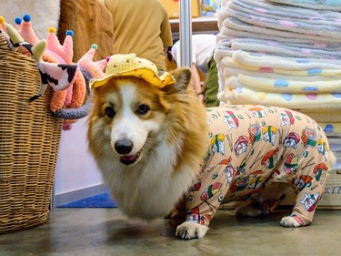 A corgi wearing pajamas stands in front of a stand at the 10th Thailand international Pet Variety Exhibition in Bangkok on March 26, 2021.