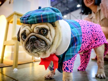 A French bulldog dressed in tartan stands in front of a stand at the 10th Thailand international Pet Variety Exhibition in Bangkok on March 26, 2021.