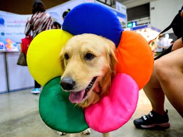 A golden retriever dog wears a flower collar at the 10th Thailand international Pet Variety Exhibition in Bangkok on March 26, 2021.