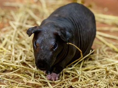 A skinny pig, a breed of guinea pig, is displayed at the 10th Thailand international Pet Variety Exhibition in Bangkok on March 26, 2021.