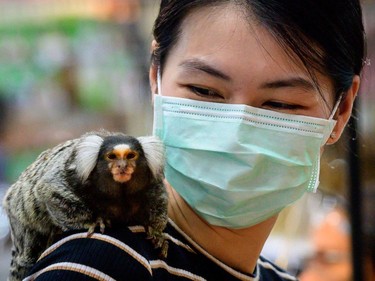 A woman carries a marmoset monkey on her shoulder at the 10th Thailand international Pet Variety Exhibition in Bangkok on March 26, 2021.