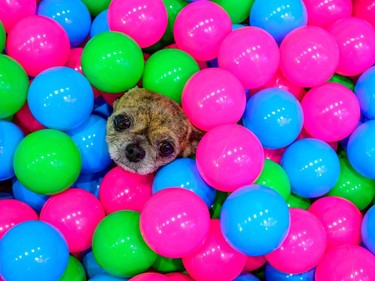 A chihuahua sits in a pool full of plastic balls at the 10th Thailand international Pet Variety Exhibition in Bangkok on March 26, 2021.