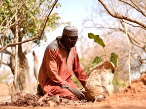 Yacouba Sawadogo, a farmer, who is known as the 'man who stopped the desert' for bringing life back to the arid lands, prepares to plant a tree in Ouahigouya, Burkina Faso  January 31, 2021. Picture taken January 31, 2021.