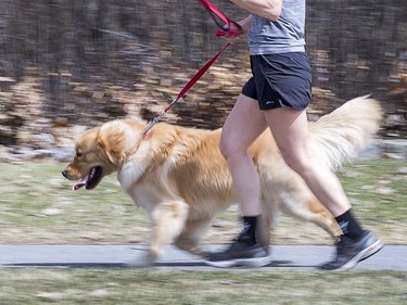 -April 7, 2020.  A woman goes for a run with her dog through Commissioners Park as pedestrians and cyclists get out for exercise along the canal and Queen Elizabeth Driveway.