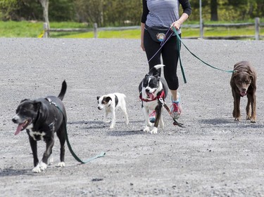 May 19, 2020.  Dogs and owners in Bruce Pit dog park on the first day that it was available to dog owners.