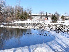 A retired accountant has been feeding hundreds of ducks at a stormwater pond off Iber Road in Stittsville. However, a City of Ottawa stormwater program manager says, “In our experience, most stormwater ponds are not suitable, long-term habitat for waterfowl and other animals."