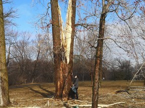 A dramatic overnight lightning strike exploded a big tree along the Rideau River in Overbrook.