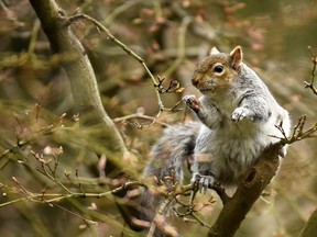 FILE: A grey squirrel forages for spring flower buds.