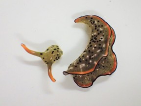 An Elysia marginata, a species of sea slug, after shedding its body and its self-decapitated head is seen in this handout photo taken at the laboratory at Nara Women's University in Japan on September 2, 2020, released by university graduate school student Sayaka Mitoh, and obtained by Reuters March 10, 2021.