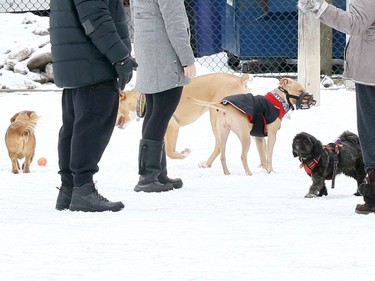 Mar. 24, 2020 -- People and their dogs with appropriate social distancing at Jack Purcell Dog Park during the COVID-19 pandemic.
