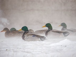 FILE: Mallards brace against the blowing snow.