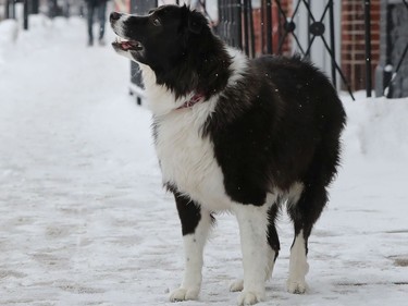 Kiro , owned by panhandler Paul Brown, was stolen by a woman who took the pooch to Gatineau. His friends rallied, got the police involved, and Kiro was returned to him.