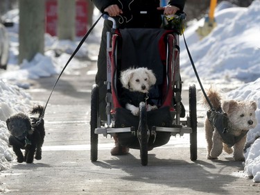 Cassandra Jackaman walks her dogs Buddy, Angel and Sprocket on Sunnyside Ave in Ottawa Thursday March 4, 2021. Angel (middle dog) has a bad hip and does not want to bereft out so she gets the luxury or riding in the carriage.