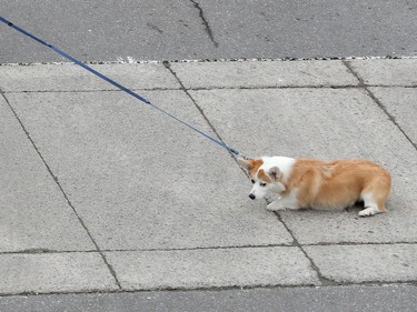 A woman walks her unwilling dog  in the  Market in Ottawa Tuesday March 31, 2020.