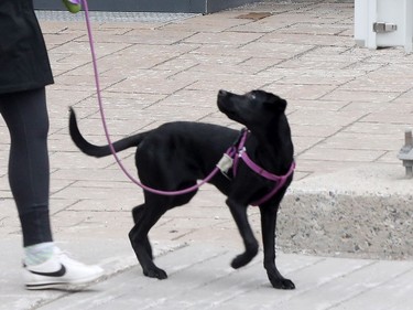 A woman walks her dog past a squirrel on Richmond Road in Ottawa Thursday March 19, 2020.