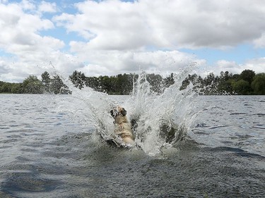 OTTAWA - Apache, an 11 year old Australian Shepherd dog jumps into Dow's Lake to get his ball which has been thrown by his owner Tamas Koplyay in Ottawa Wednesday Aug 19, 2020. Apache sometimes swims beside his owner in his kayak from Dow's Lake to downtown.  Tony Caldwell