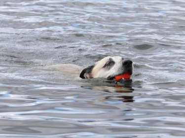 Apache, an 11 year old Australian Shepherd dog jumps into Dows Lake to get his ball which has been thrown by his owner Tamas Koplyay in Ottawa Wednesday Aug 19, 2020. Apache sometimes swims beside his owner in his kayak from Dows Lake to downtown.