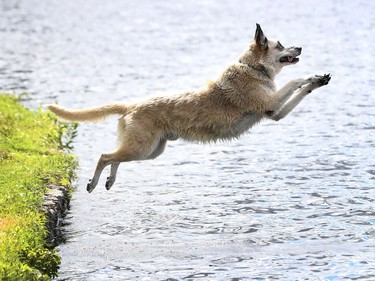 Apache, an 11 year old Australian Shepherd dog jumps into Dows Lake to get his ball .