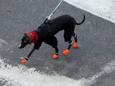 Dog walking in the Market in Ottawa Friday Dec 11, 2020.