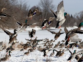 Files:  Ducks flying in the spring weather near Bank Street in Ottawa/