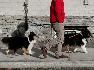 March 10, 2021 Lots of dogs getting out and enjoying the spring weather in Ottawa Wednesday.