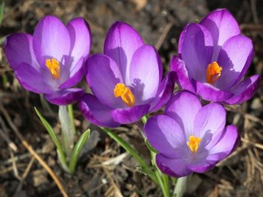 Files: Expect to see some crocuses poking out their springtime colours.