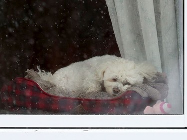 A dog practices social distancing on Avenue Road in Ottawa Monday March 23, 2020.