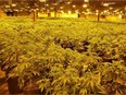 An OPP photo of some of the more than 5,000 cannabis plants seized during a raid in Pembroke on Wednesday.