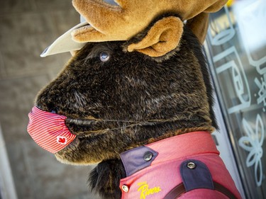 A stuffed-animal moose standing guard outside the Irving Rivers store in the ByWard Market has a mask on Saturday.