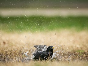 FILE: A starling bathes in a puddle.