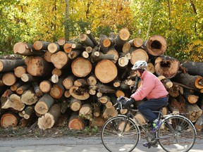 An October 2018 file photo shows a man cycling past stacked trees that had been brought down by the tornado that went through the Trend-Arlington neighbourhood a month earlier.