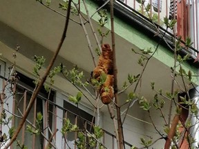 The croissant roosted for two days before rescuers dislodged it