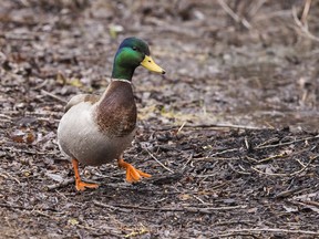 A duck working from home near Mud Lake.