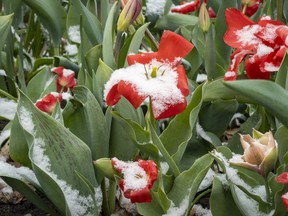 Snow covered tulips at Commissioners Park on Wednesday, Apr. 21, 2021