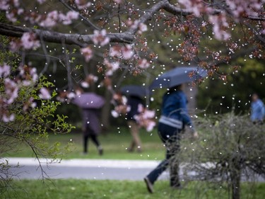 The on and off rain showers did not stop people from heading out to stroll through the Arboretum, part of the Central Experimental Farm, Sunday, April 25, 2021, to enjoy the blossoms on the apple trees and the magnolias.