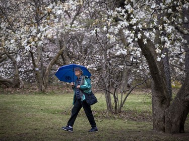 The on and off rain showers did not stop Jackie Hirvonen from heading out to stroll through the Arboretum, part of the Central Experimental Farm, Sunday, April 25, 2021, to enjoy the blossoms on the apple trees and the magnolias.